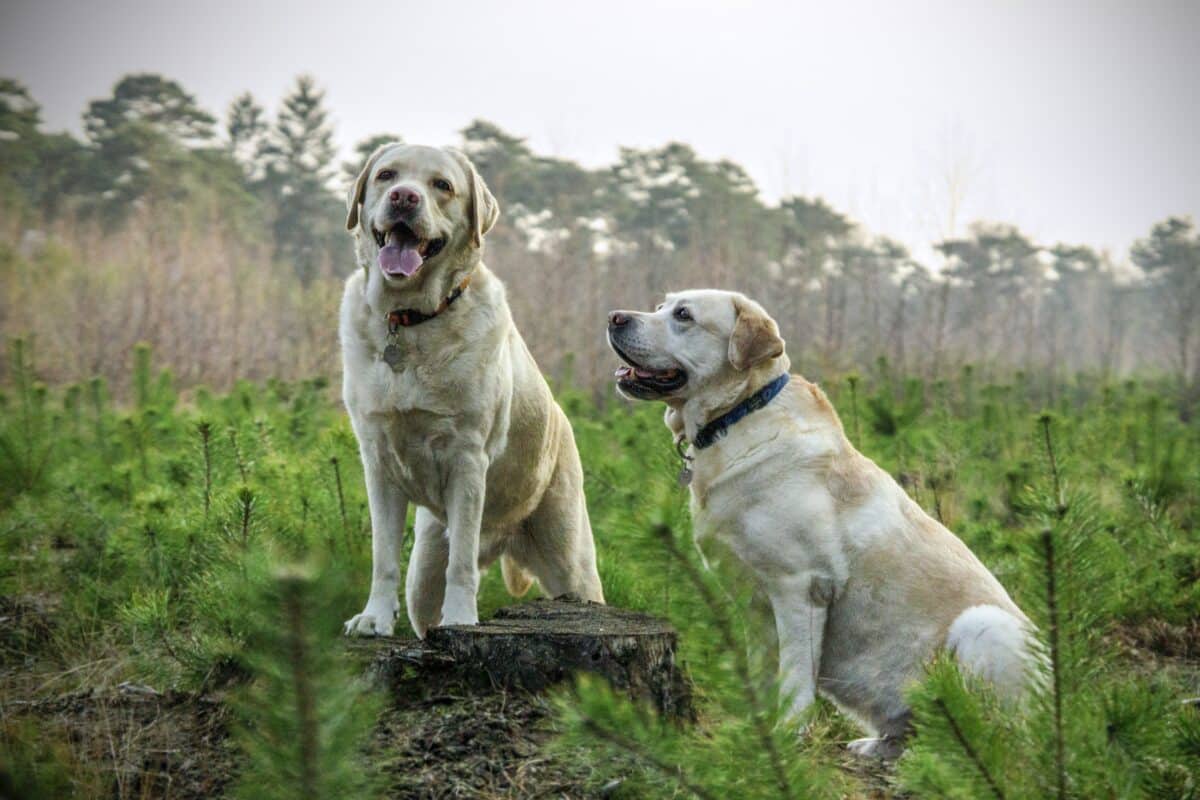 Labrador Retriever dog breed