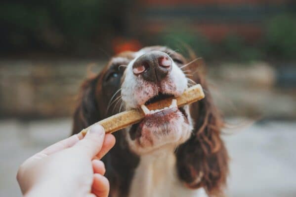 Make Peanut Butter Dog Treats / Wholehearted Dog Treats